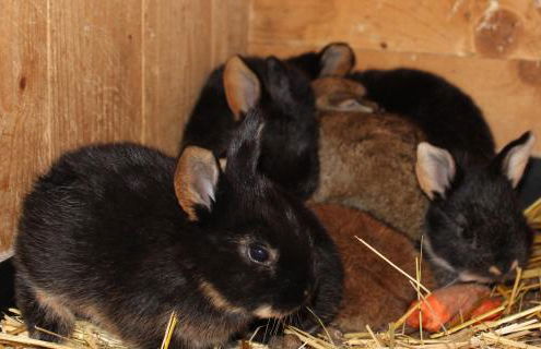 Ferienwohnung auf dem Bauernhof - Foto 20