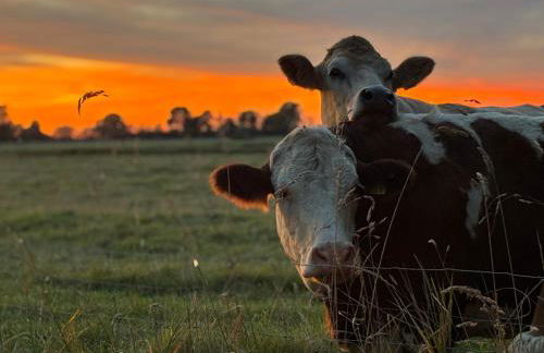 Dat Blikhus - Foto 14