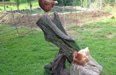 Bio Ferienbauernhof Voß - Foto 10