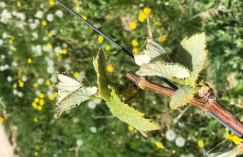 Jakobsruhe - Ferien im Weinparadies - Foto 23