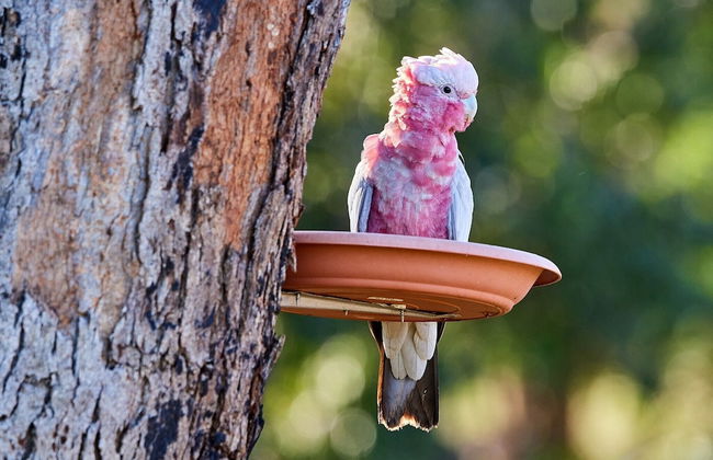 A Stanthorpe Getaway - Photo 66