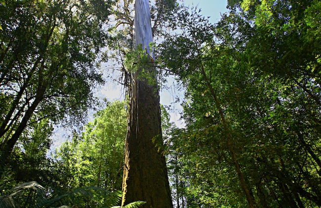 Tyenna River Cottage - Foto 22