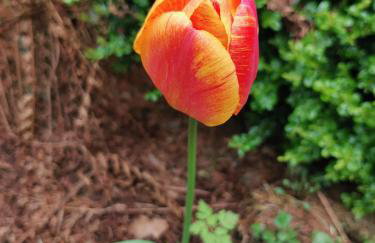 TheWeeHouseOnTheHill - Foto 29