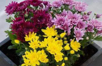 Villa Bijaći - Foto 48