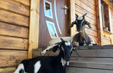 Farma Puchałowo - Foto 8