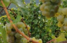 Ferienwohnung Moselterrasse - Foto 13