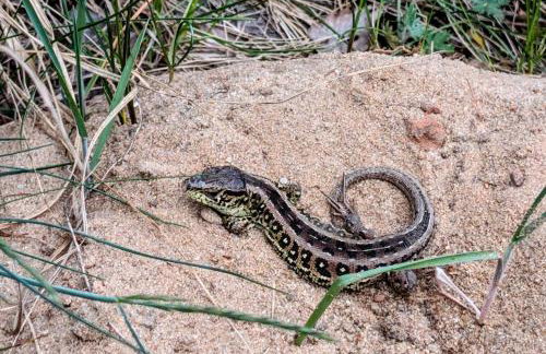 Domek na plaży, jezioro Rybno - Photo 29
