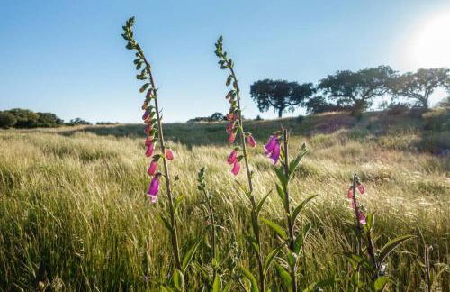 Monte das Sesmarias - Foto 7