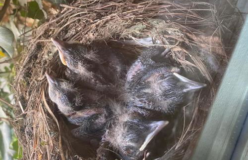 Jena The Grand Piano Suite - Foto 38