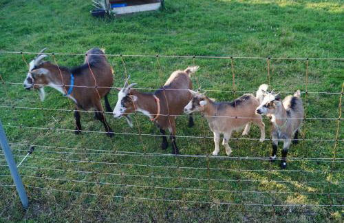Ferienwohnung Hof Lamberty - Foto 17