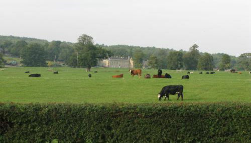 Moo Cow Cottage Self Catering - Photo 2