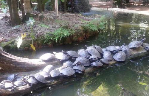 Aguasclaras Residencial - Foto 49