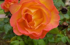 San Michele Apartments&Rooms - Foto 15