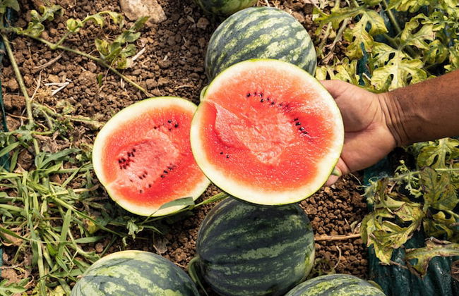 Agua Green Resort - Foto 27