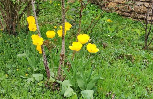 La glycine - Foto 34