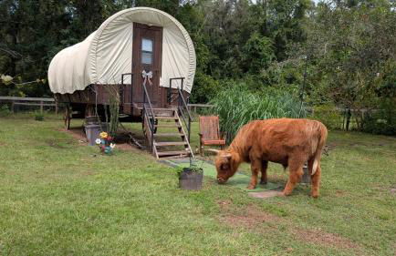 Highland Cow Glamping in a Cozy King Bed Wagon - Foto 7