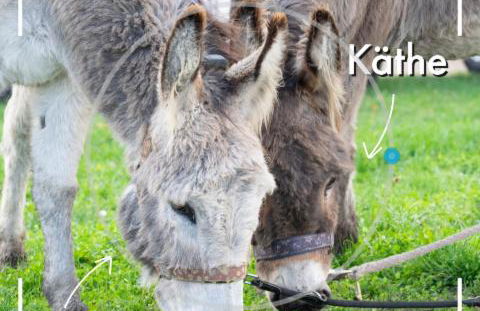 Obst- und Weingut Ingenhof - Foto 33