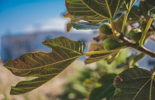 Slowing Villas - Villa Âncora - Foto 9