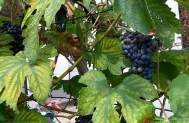 Água e Sal - Seafront House, with Garden and independent Suíte. - Photo 33