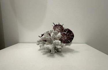 Domus Afrodite - Torre Squillace - Foto 6