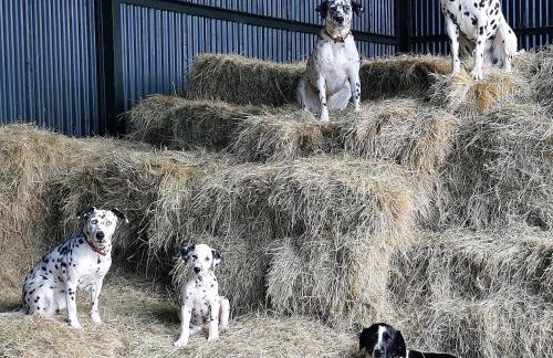 Glen Roe - 3 Bed Lodge on Friendly Farm Stay - Foto 19