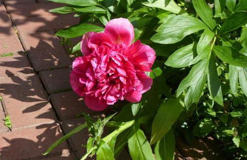 Das Koogsbauernhaus - Foto 35