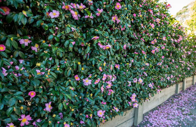 Vivere Retreat - Photo 44