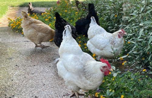 Hidden Meadow - rustic hideaway - Foto 40