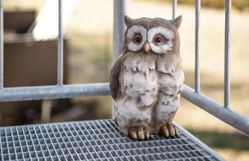Schwarze Eule Ferienwohnung - Foto 1