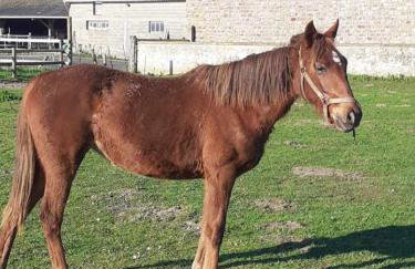 Domaine de la Dune Gite entre Terre et Mer - Foto 16