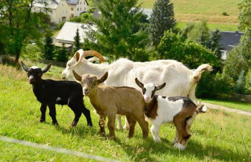 Ferienhof Kürschner - Foto 25