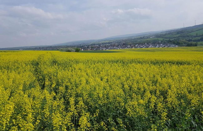 Apartment In Bad Camberg With Terrace - Foto 39