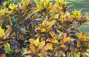 Sítio Refúgio do Lobo - Foto 29