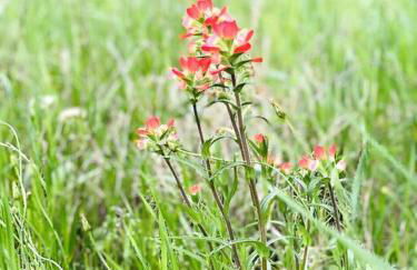 Colorado river access, game room & swimming pool - Photo 20