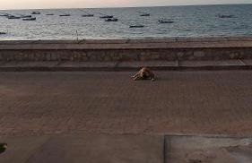 Chalés Canto do Mar - Foto 46