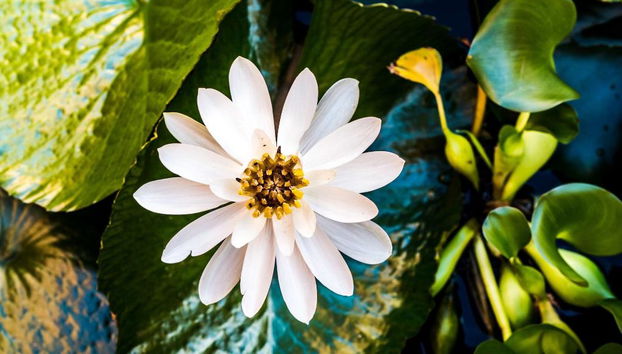 Villa Rea Hanaa - Foto 2