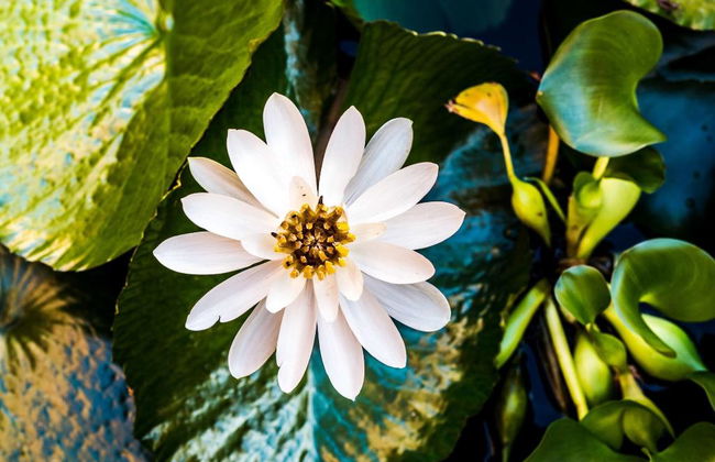 Villa Rea Hanaa - Foto 2