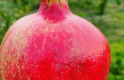 Arcadia Agriturismo - Foto 62