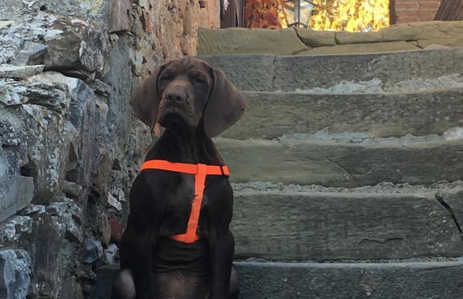 Podere Terreno alla Via della Volpaia - Foto 61