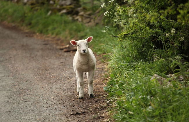 The Little Vicarage Holiday Cottage - Foto 24