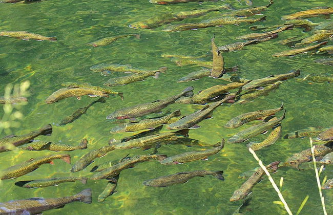 Apartment in a Charming Location on Forellenhof, Zorn Valley, Dabo - Foto 71