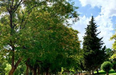 Verde Oliva Albero Limon - Photo 43