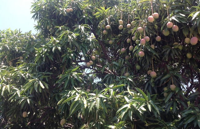 Villa Los Almendros - 2 Private Pools & Tennis & Pickle Ball - Photo 30