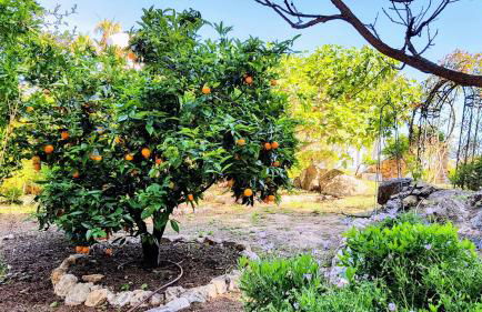 Paradise Garden Sea-View Finca Local Style - Foto 57