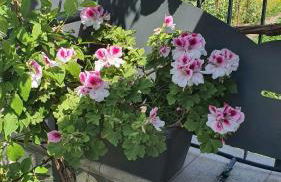 E s s e n t i a l Pompei - Foto 37