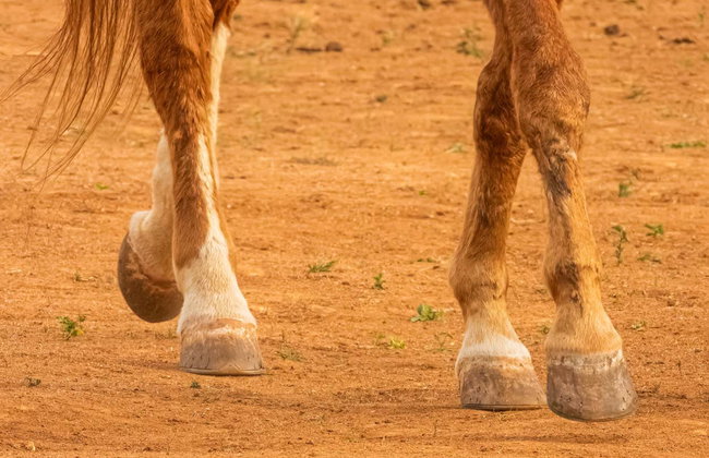 Passeio a cavalo pela Guarda - Foto 6
