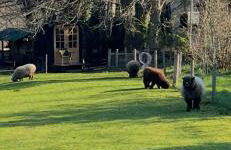 The Rookery at Selborne with lots of parking - Foto 22
