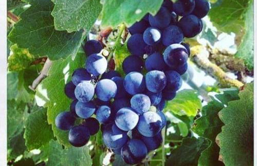 Paschali apartment with 1 bedroom in Ammoudia - Foto 11