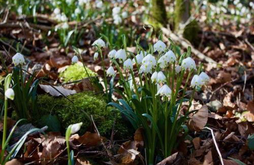 in Haus Kallenberg - Foto 36