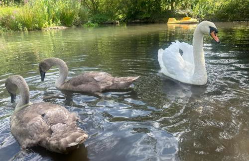 Farm woodland riverview cabin bbq firepit pet friendly - Foto 45